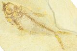 Bargain, Fossil Fish (Diplomystus) - Wyoming #379417-1